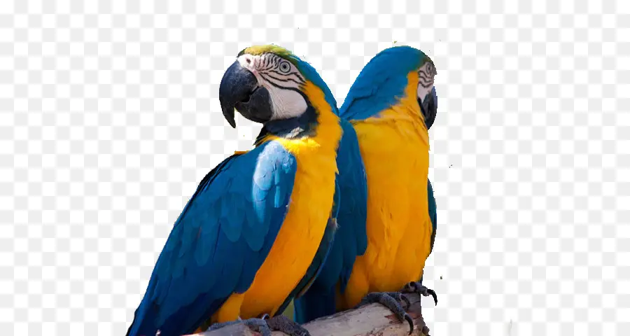 Loro，Guacamayo Blueandyellow PNG