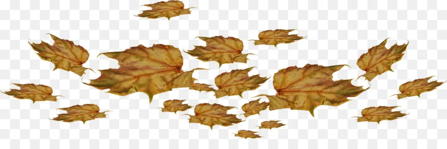 Hoja，Hojas De Otoño PNG