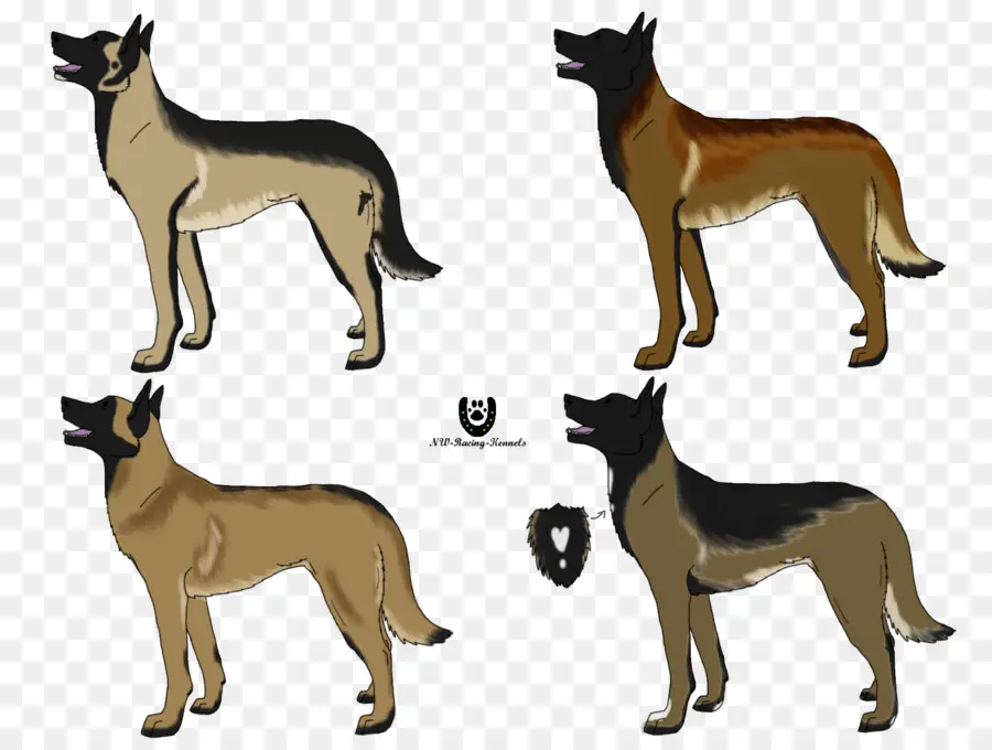 Perro Malinois，Pastor Belga PNG