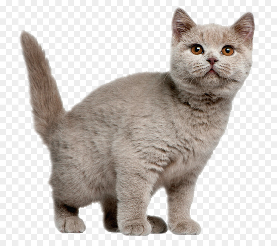 British Shorthair，American Shorthair PNG