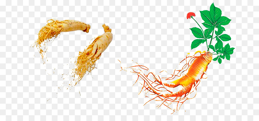 El Ginseng Asiático，El Ginseng Americano PNG