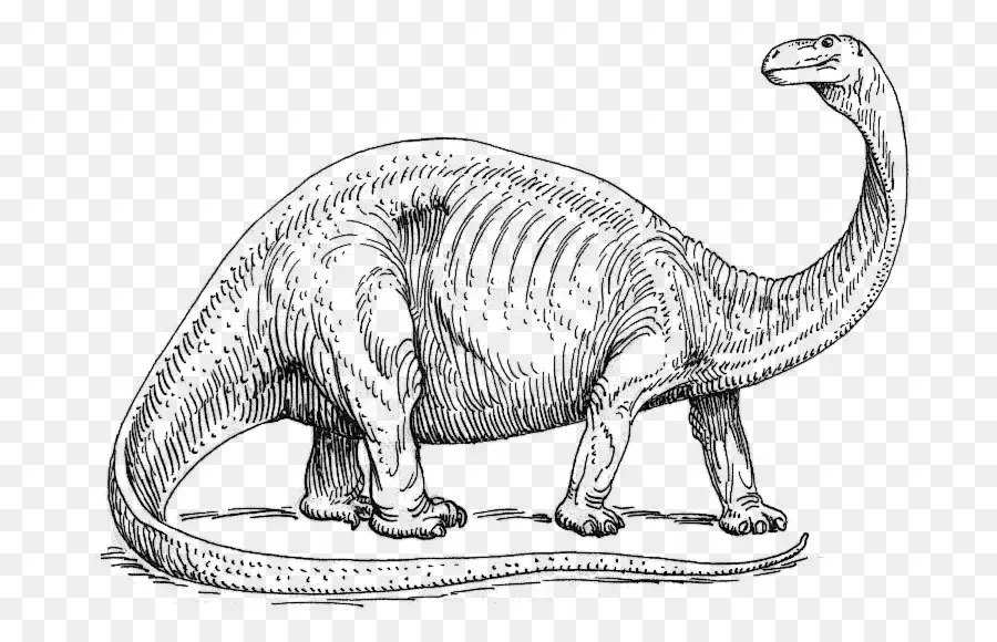 Brontosaurus，Apatosauro PNG