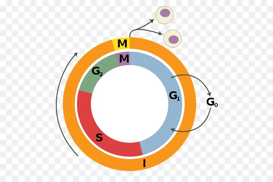 La Regulación Del Ciclo Celular，Ciclo Celular PNG