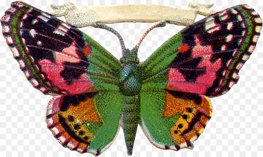 Mariposa，Fondo De Escritorio PNG