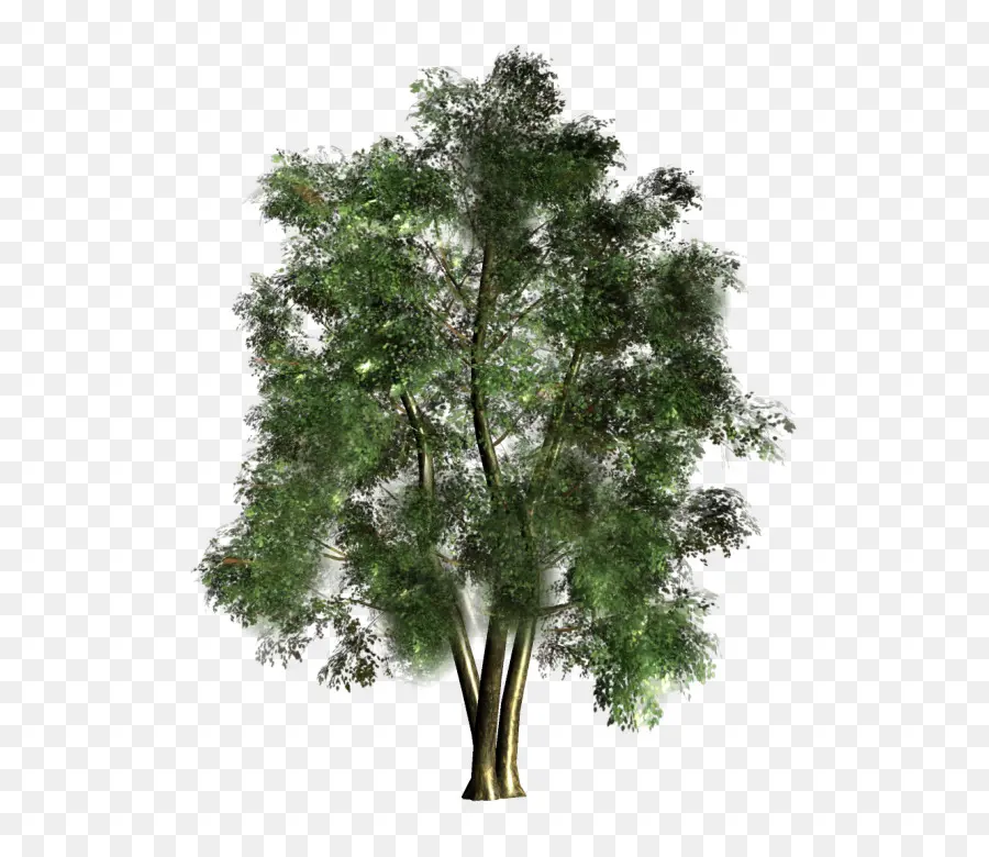 árbol，Bosque PNG