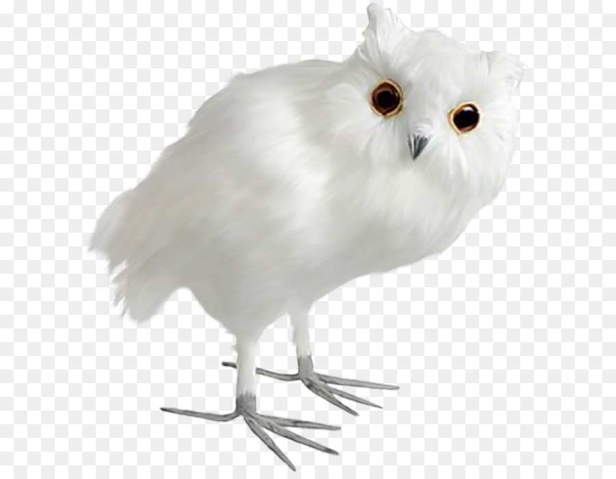 Búho Blanco，Pájaro PNG