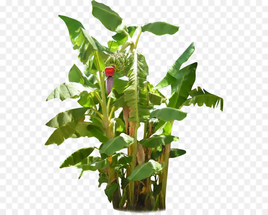 Planta De Banano，Árbol PNG