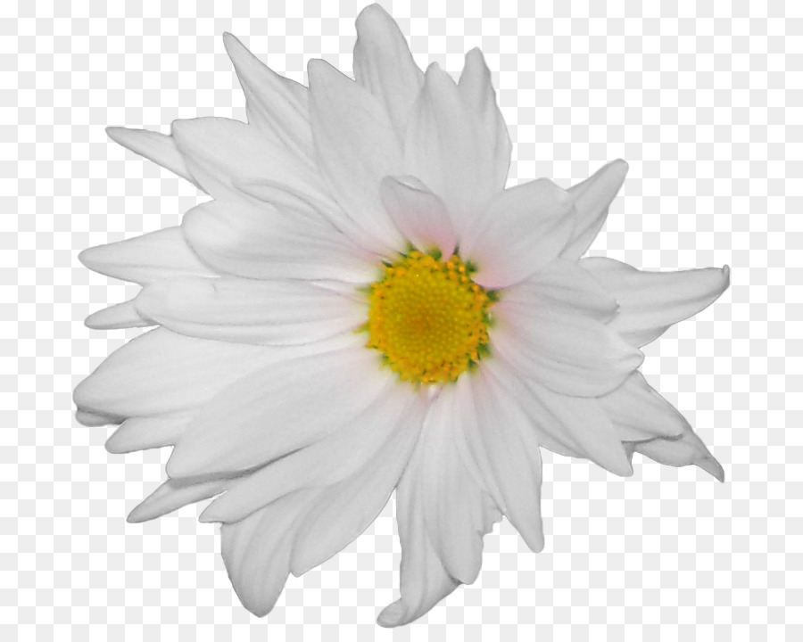 Común Daisy，Flor PNG