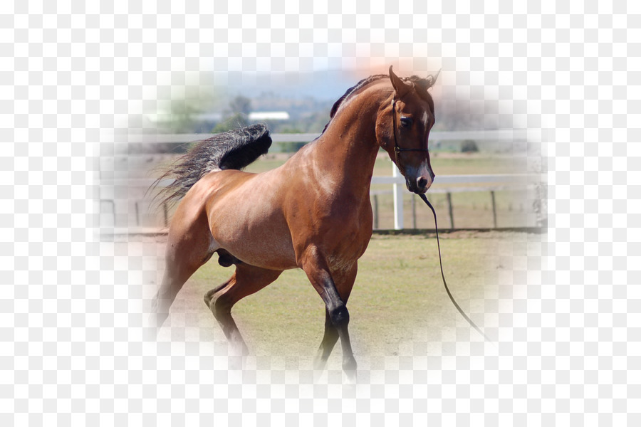 Semental，Caballo árabe PNG