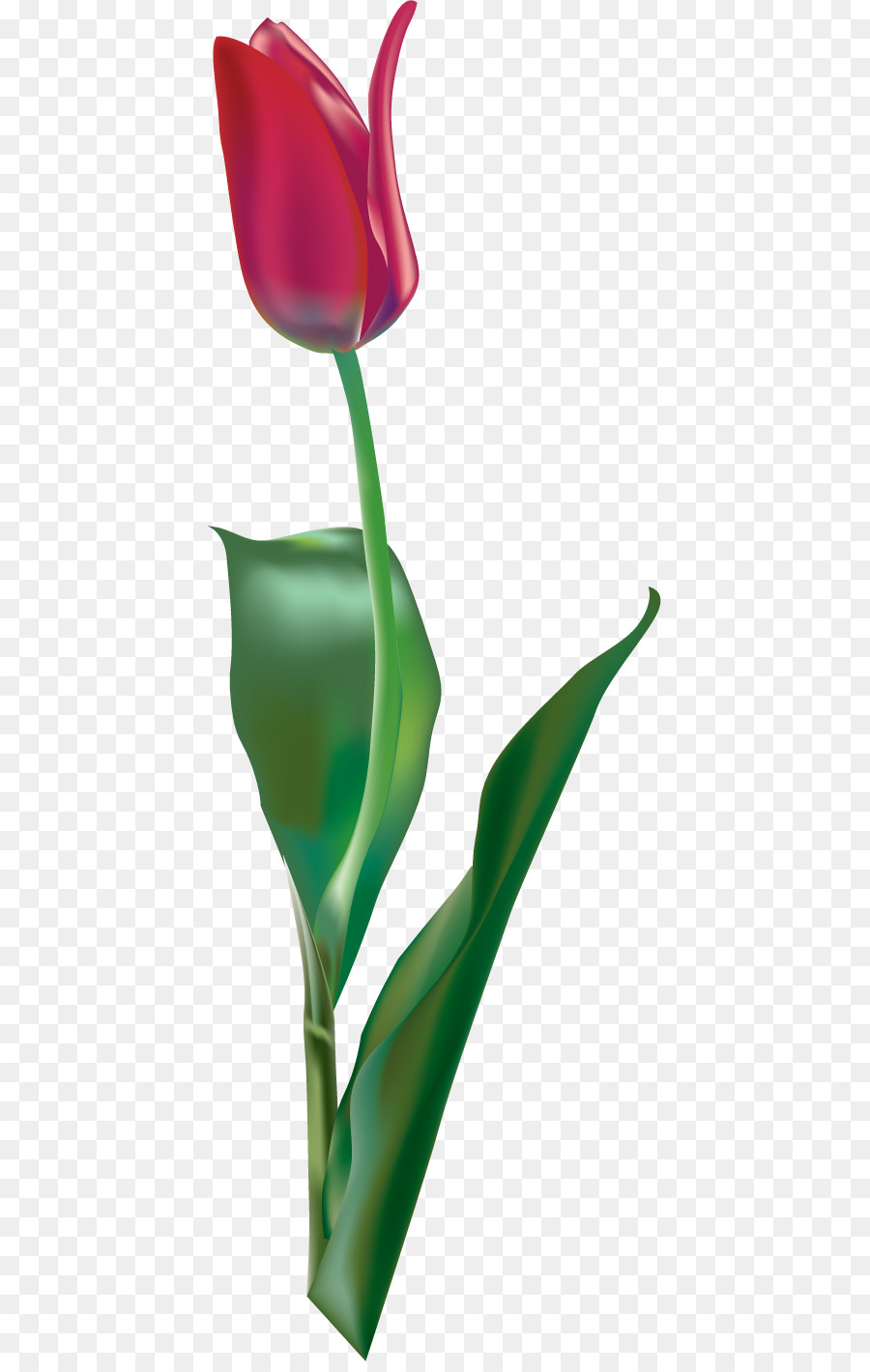 Tulip，Rojo PNG