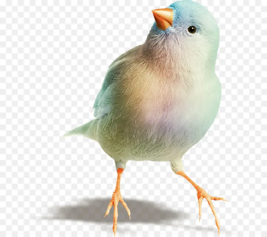 Pájaro，Red Factor Canary PNG