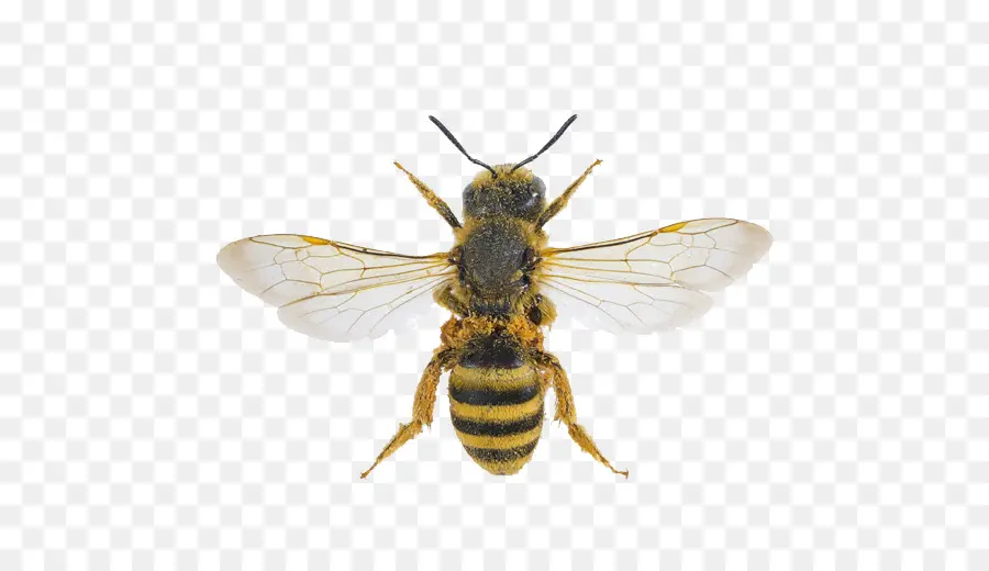 Abejas，Miel PNG