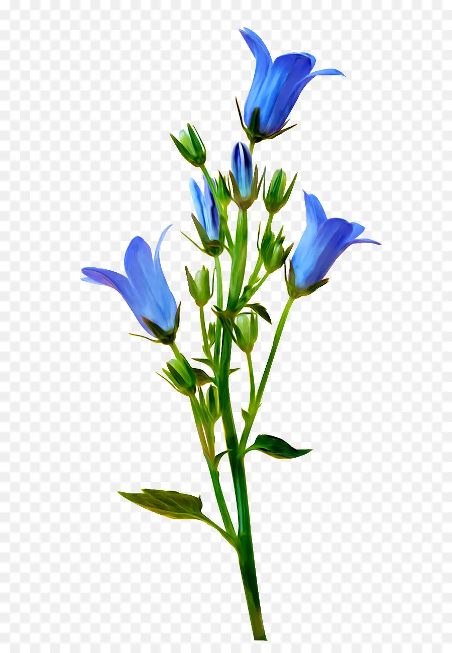 Flor，Búsqueda Yandex PNG