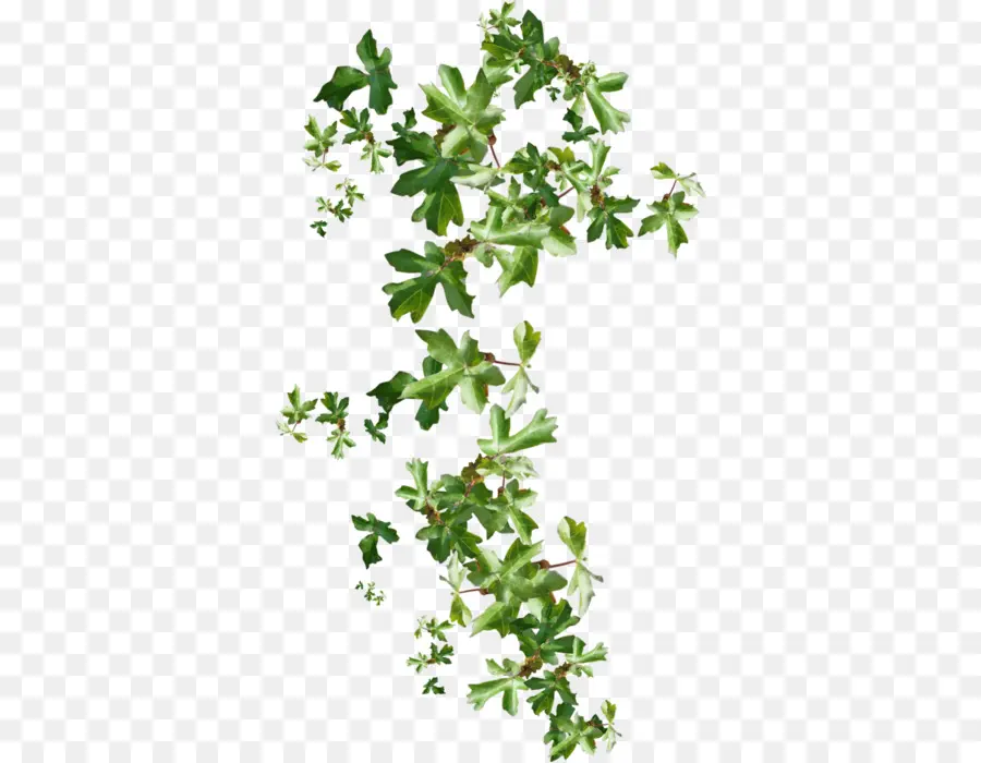 Ivy，Rama PNG