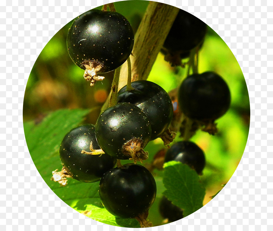 La Fruta，Grosella Negra PNG