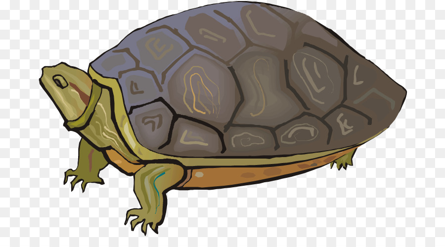 Terrapene, Tortuga, Tortuga De Mar imagen png - imagen transparente ...