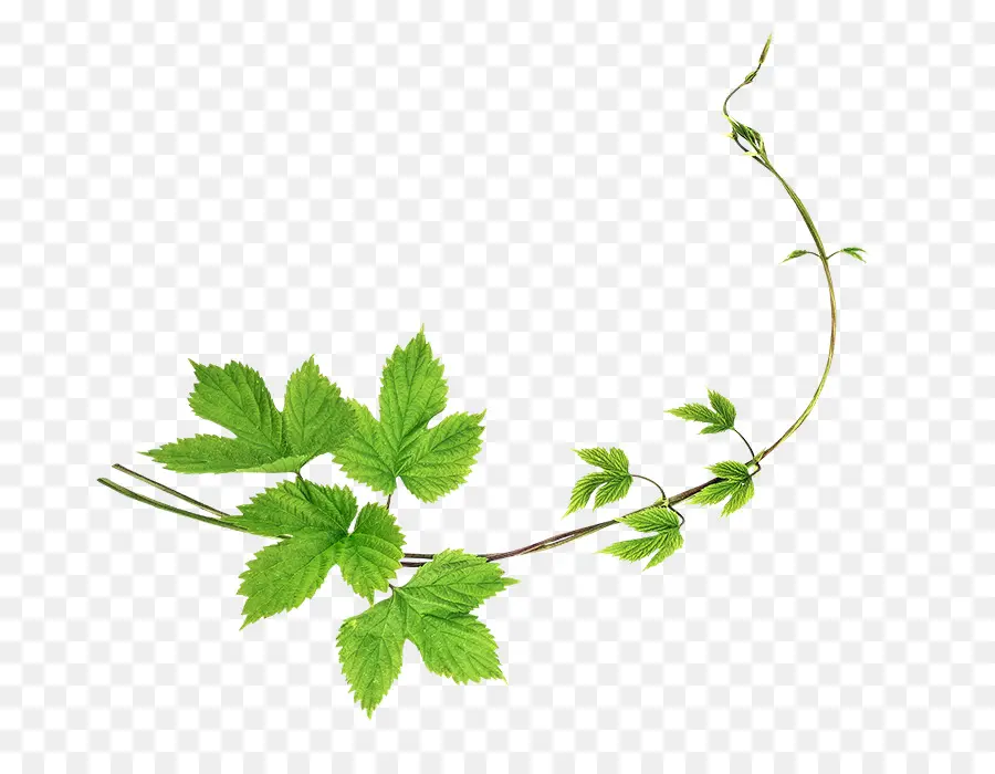 Planta，Hojas PNG