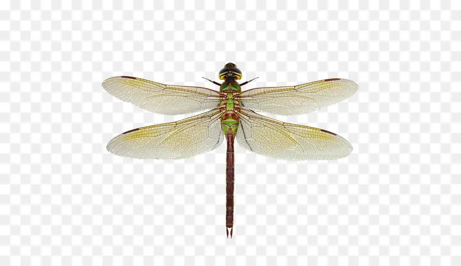 Verde Darner，Libélula PNG