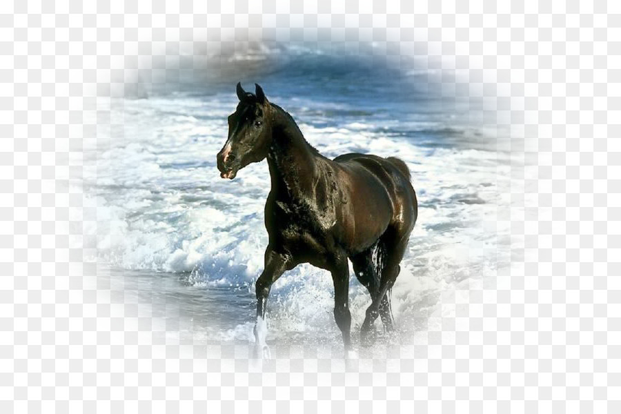 Caballo Negro，Campo PNG