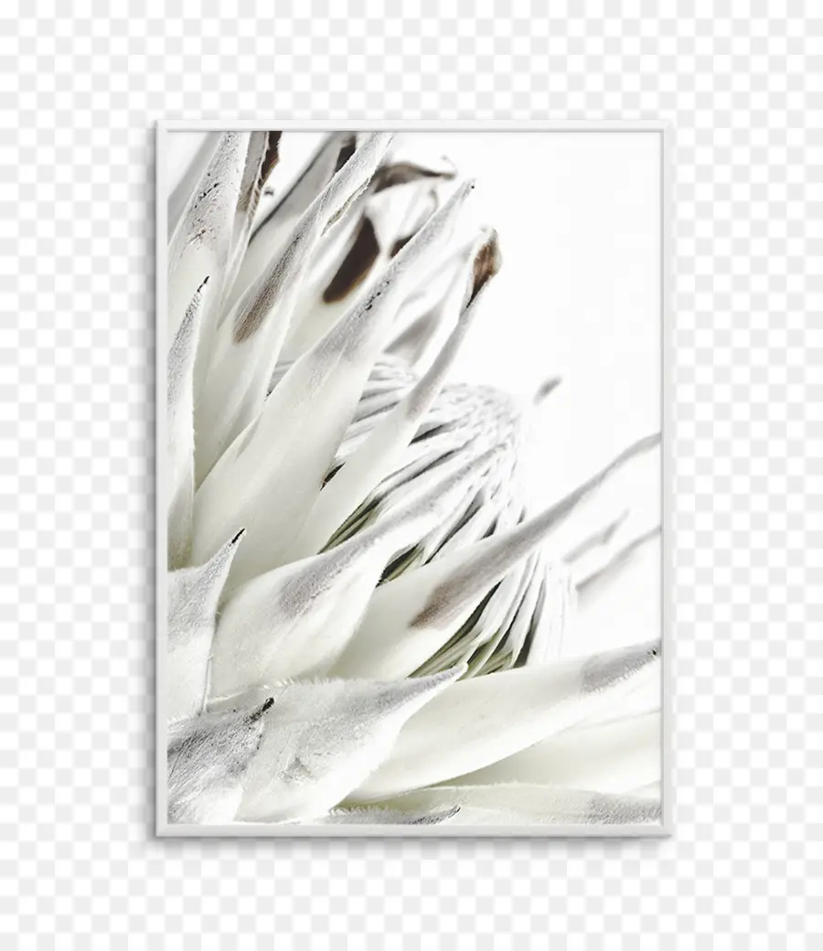 Protea Cynaroides，Impresión PNG