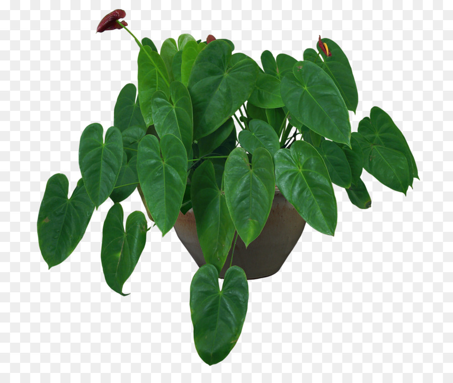 Planta De Interior，Maceta PNG