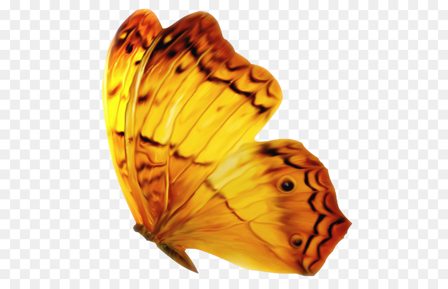 La Mariposa Monarca，Mariposa PNG