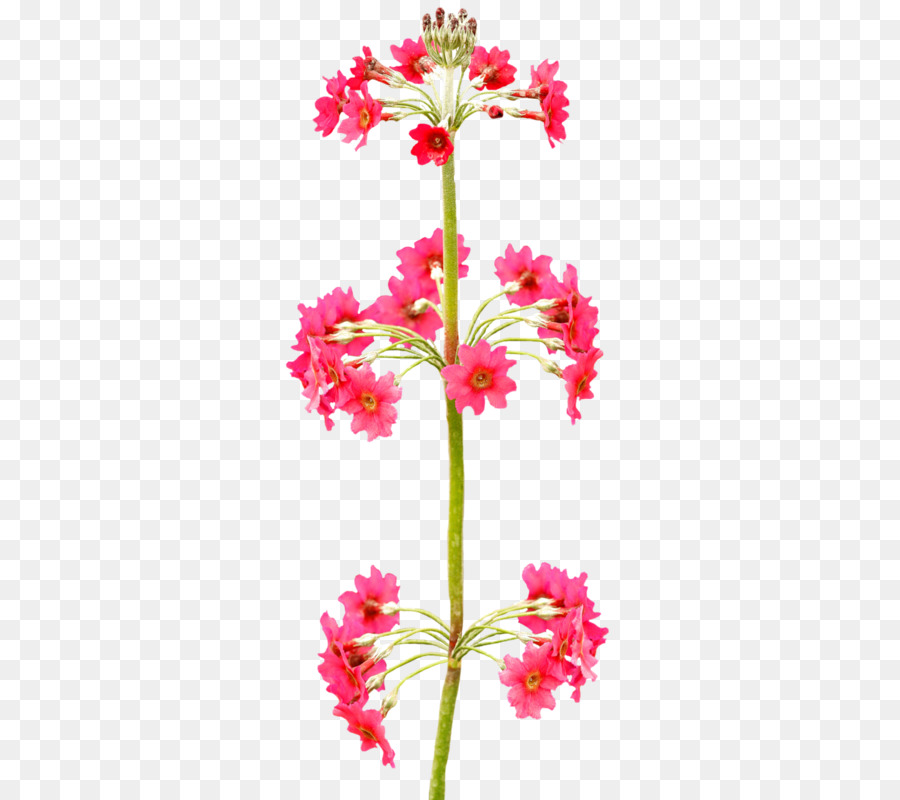 Cortar Flores，Flor PNG