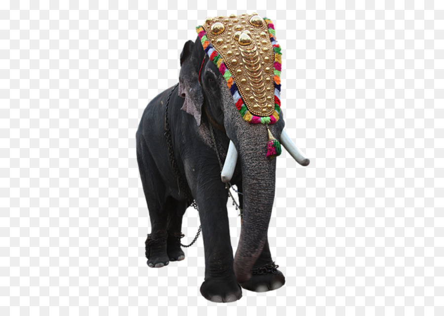 Elefante，Circo PNG