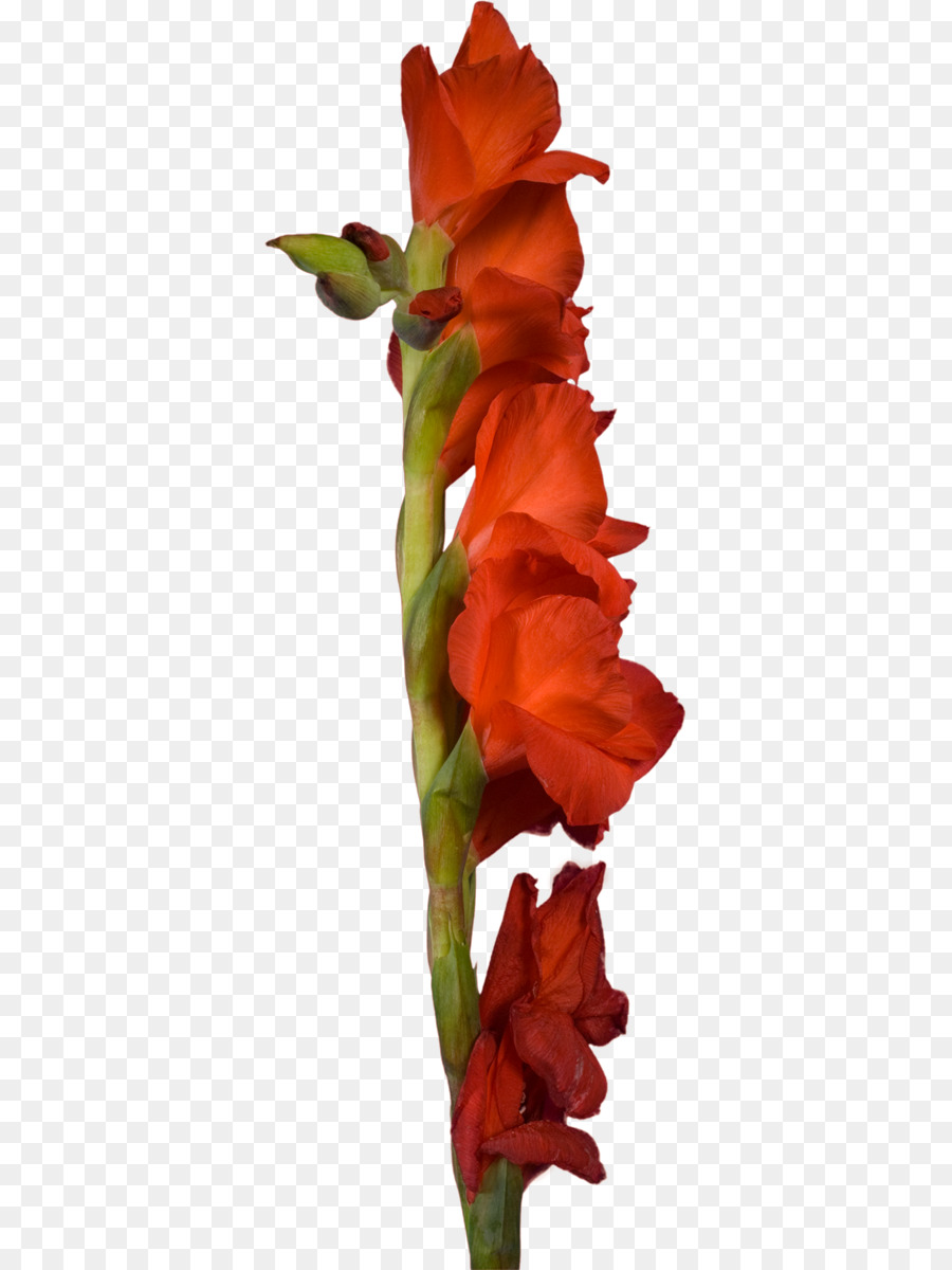 Gladiolo，Flor PNG