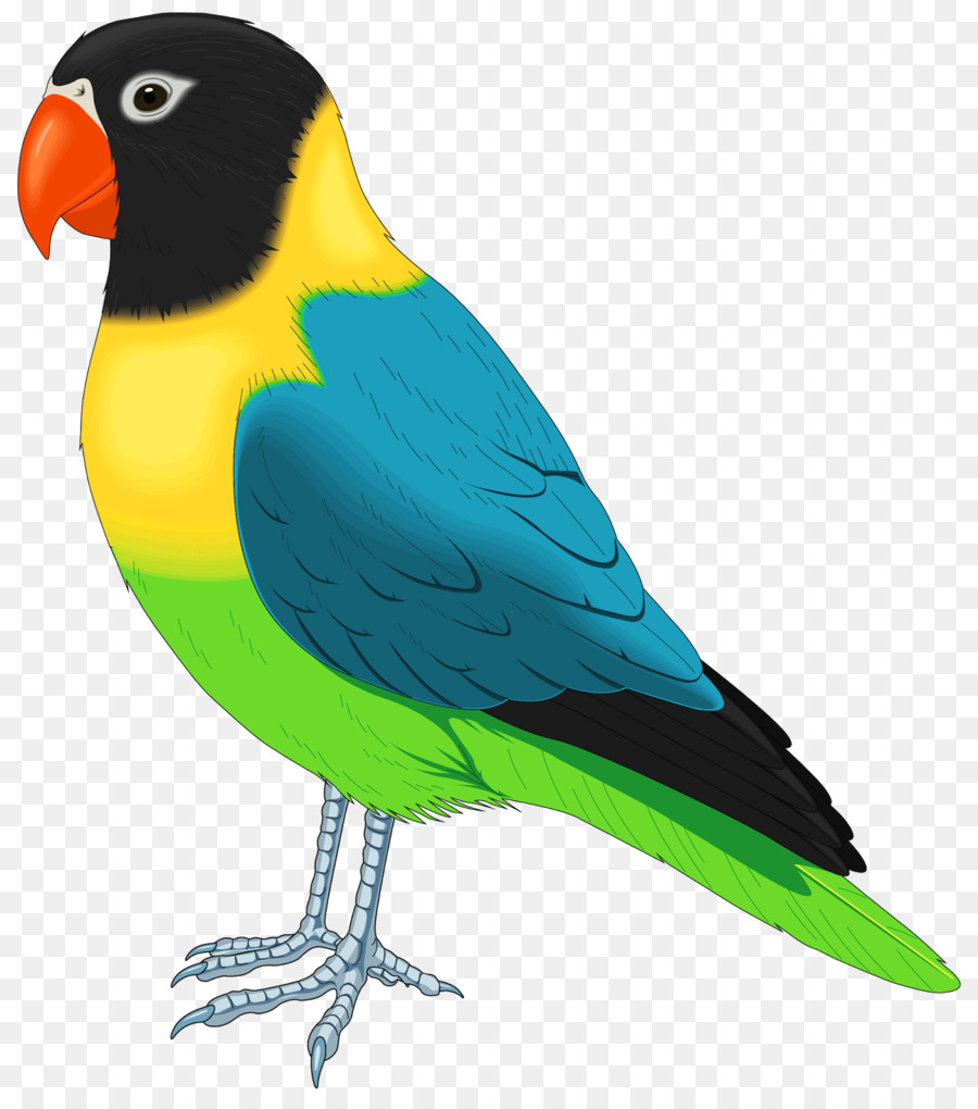 Pájaro，Budgericar PNG