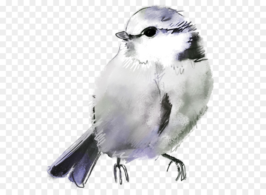 Pájaro，Dibujo PNG