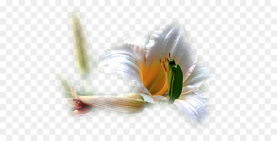 Flores Blancas，Lirio PNG