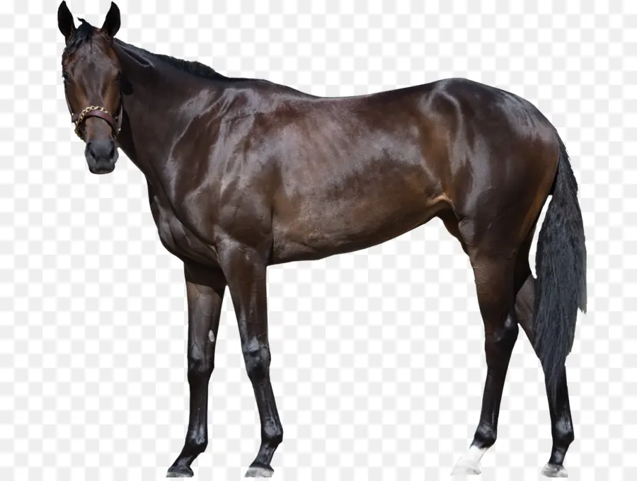 Caballo Negro，Correr PNG