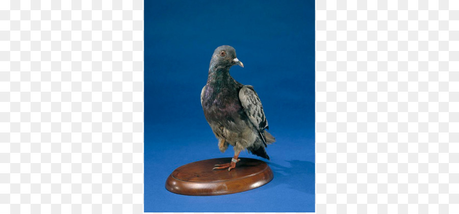 Homing Pigeon，Columbidae PNG