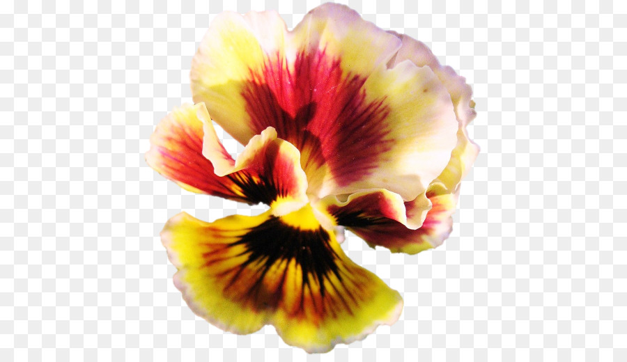 Pansy，Pétalo PNG