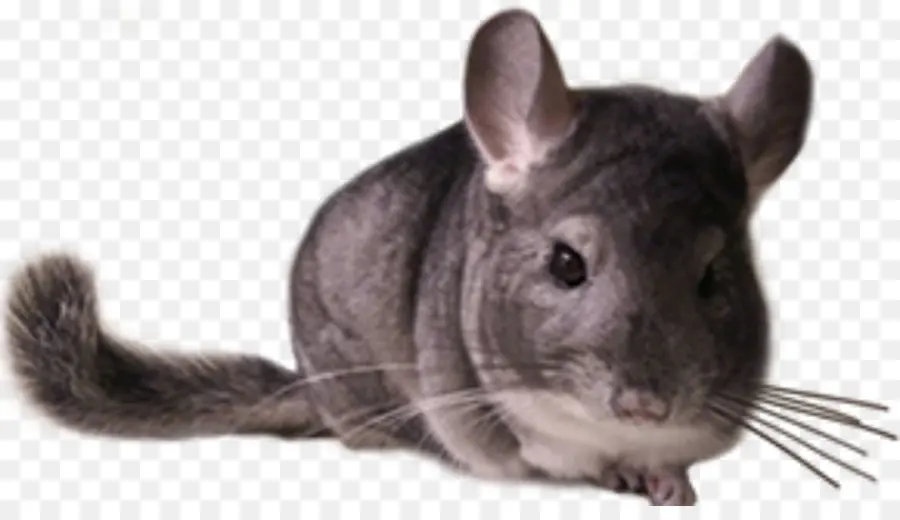 Chinchilla，Gris PNG