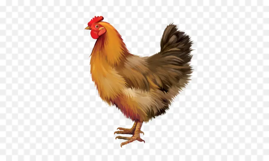 Pollo，Gallina PNG