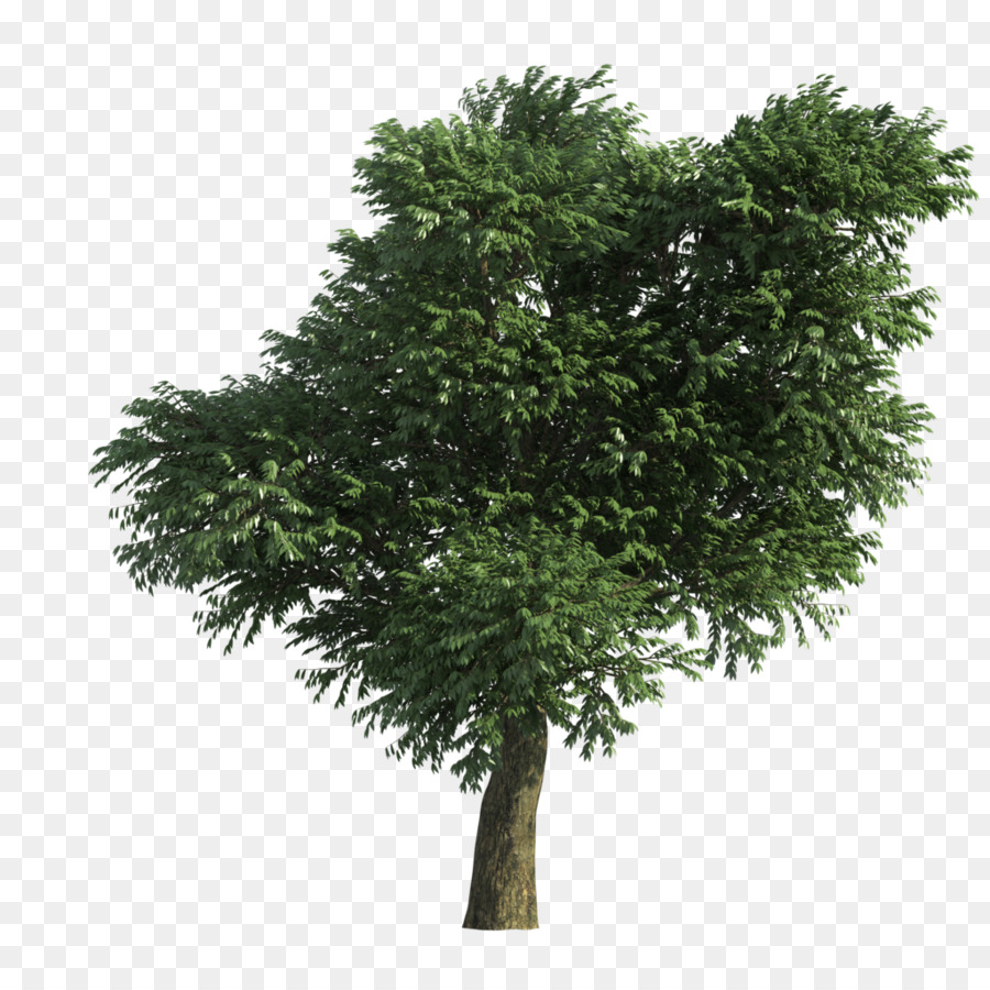 árbol，Rama PNG