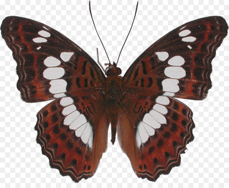 Mariposa Monarca，Mariposa PNG