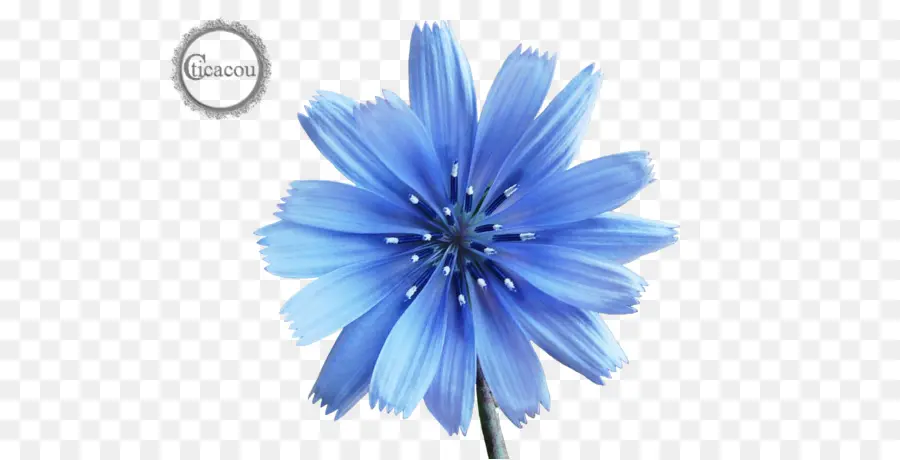 Flor Azul，Naturaleza PNG