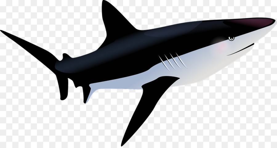 Tiburón，Adaptación PNG