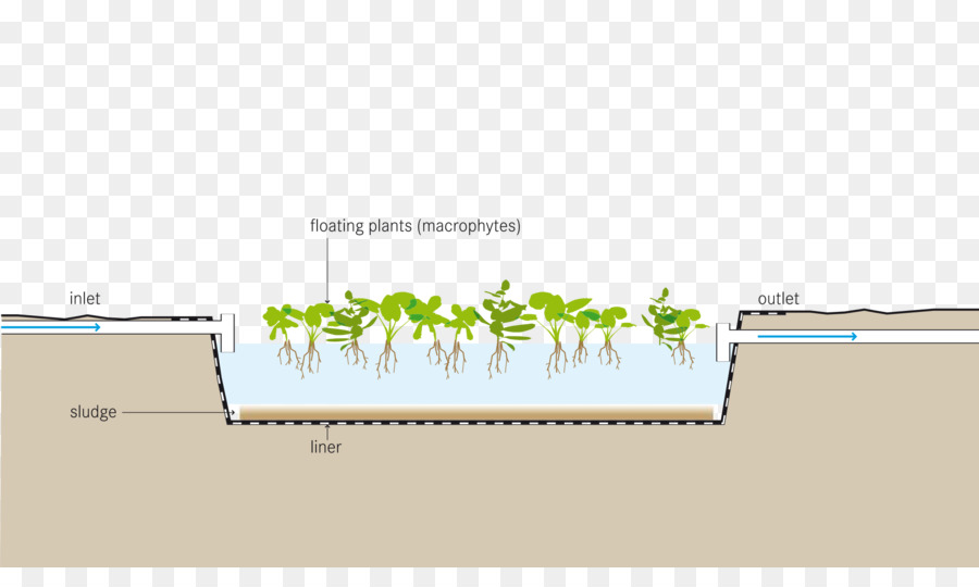 Las Plantas Acuáticas，Estanque PNG