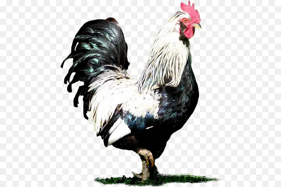 Gallo，Pollo PNG