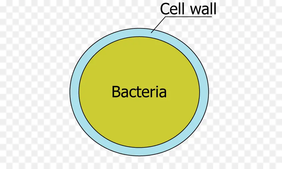 Celular，La Pared Celular PNG