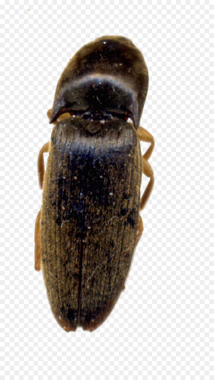 Abeja，Escarabajo PNG