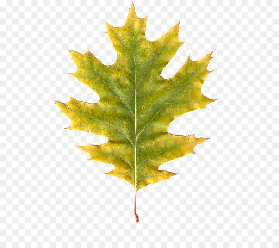 Hoja De Roble，Árbol PNG