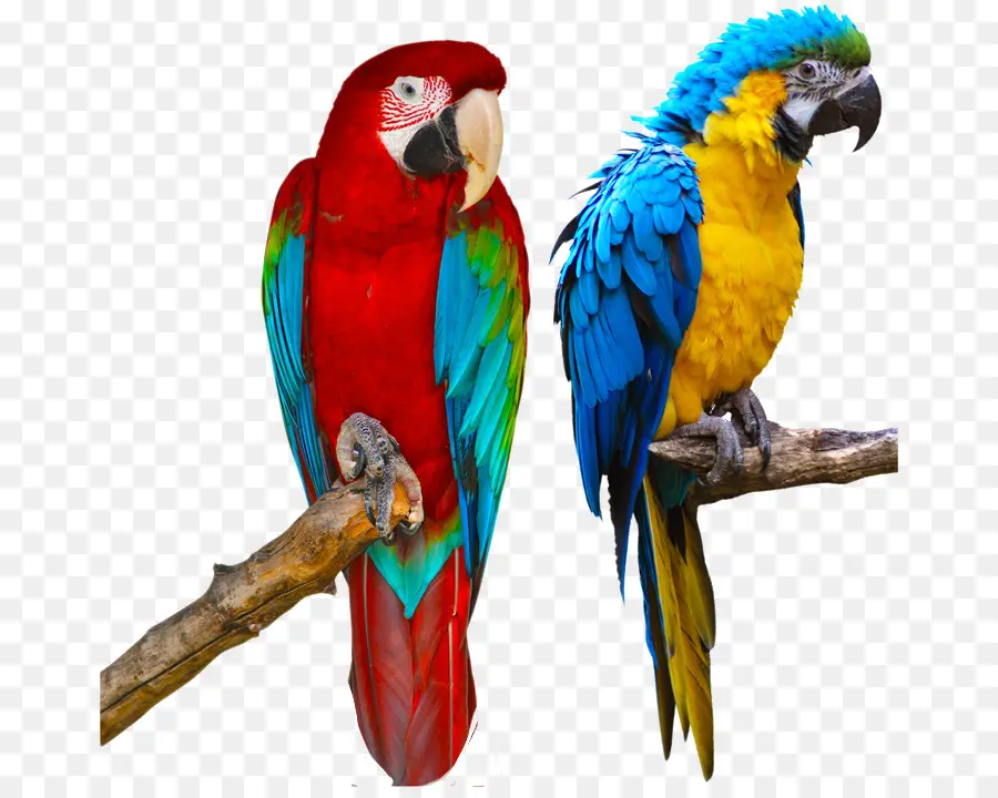 Parrot，Redange Macaw PNG