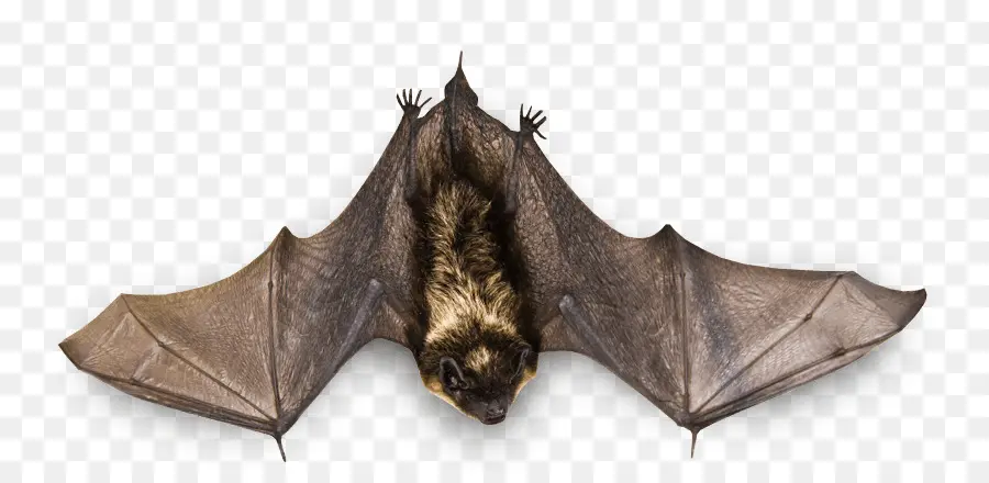 Bat，Iconos De Equipo PNG