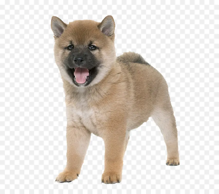 Lindo Cachorro，Perro PNG