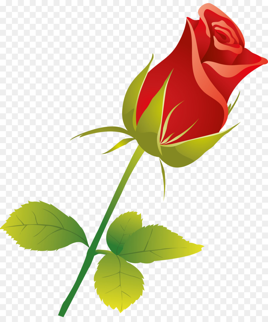 Rosa，Rojo PNG